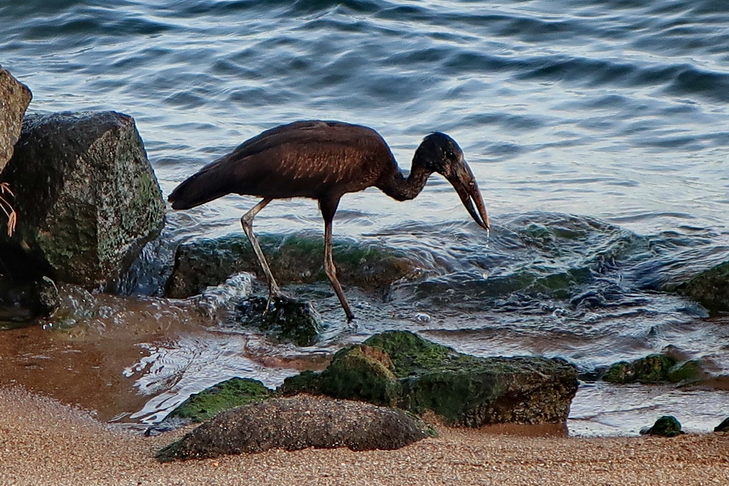 Another bird on Monarch Beach